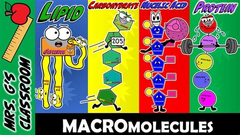 What Are the 4 Major Macromolecules and How Are They Made? - YouTube