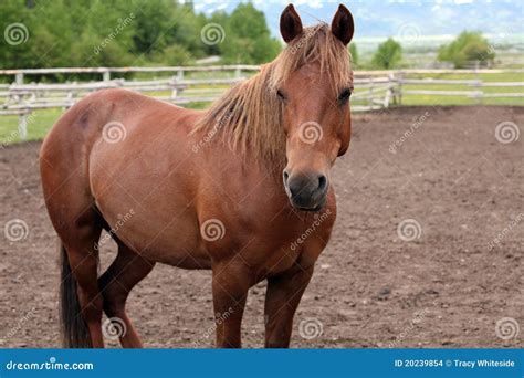 Beautiful Chestnut Horse Stock Images - Image: 20239854