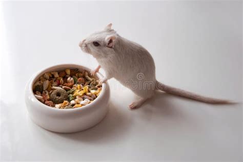 Pet Mouse Rodent Animal stock image. Image of mammal - 13773435