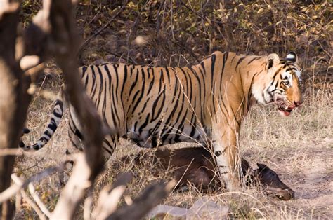 File:Hunting Tiger Ranthambore.jpg - Wikimedia Commons