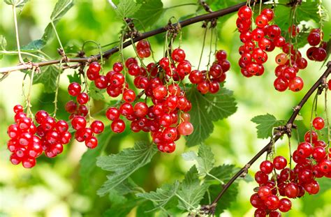 Garden Shrubs with Red Berries