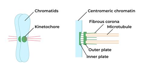 Difference Between Centromere and Kinetochore - GeeksforGeeks