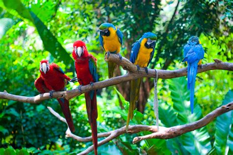 Vibrant Macaw Gathering - 4K Ultra HD Wallpaper