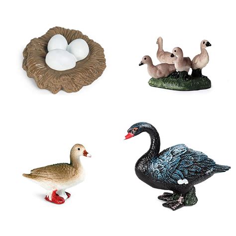 Buy Animal Black Swan Growth Cycle Figurine Black Swan Life Cycle Model ...