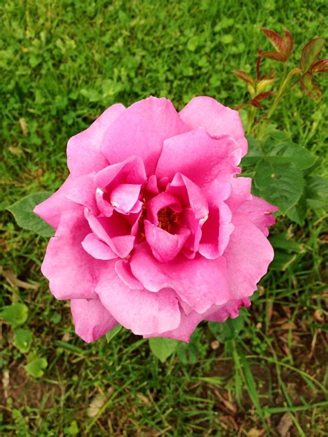 Heirloom Rose | Heirloom roses, Rose, Flower garden