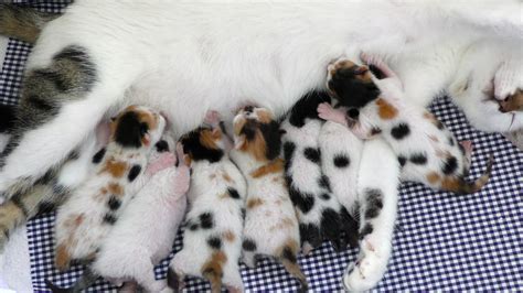 Kittens With Their Mother