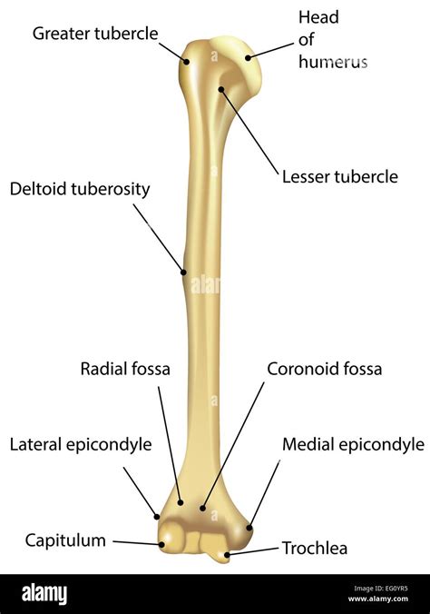 Deltoid tubercle Stock Vector Images - Alamy