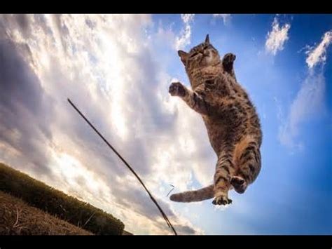 How high can your cat jump? - YouTube