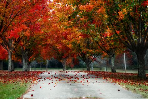 Fall Free Stock Photo - Public Domain Pictures