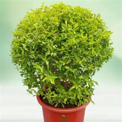 Natural Golden Duranta Hedge Outdoor Plant with Red Plastic Pot for Garden at Rs 650 in Noida