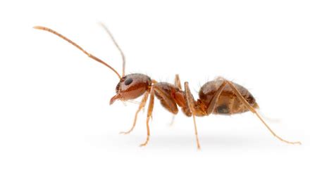 Invasive crazy ants are being annihilated by murder fungus. Good. | Live Science