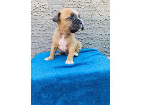 Boxer Puppy's for adoption Phoenix - Puppies for Sale Near Me