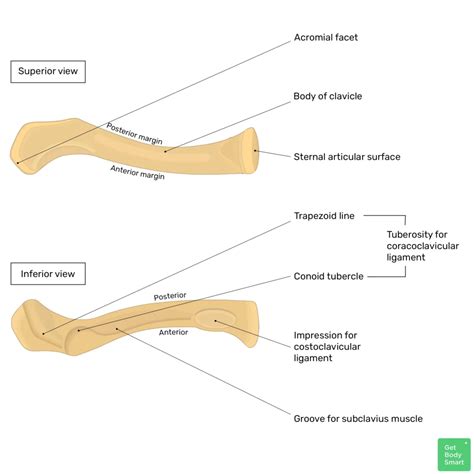 Clavicle Inferior View