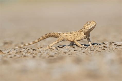 38,025 Baby Lizard Royalty-Free Images, Stock Photos & Pictures | Shutterstock