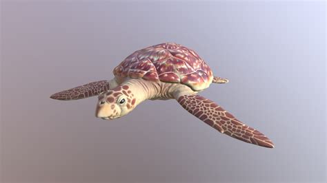 Hawksbill Sea Turtle - 3D model by Amanda Langel (@AmandaALangel) [4431067] - Sketchfab