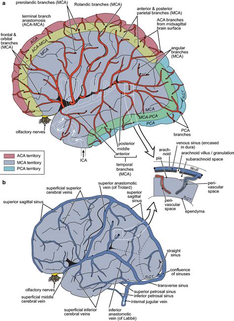 Schematic diagrams of the lateral surface of the brain showing a the... | Download Scientific ...