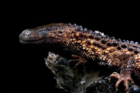 The Endangered Borneo Earless Monitor: All You Need to Know About the ‘Holy Grail’ of Reptiles ...