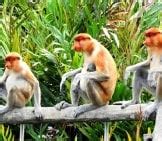 Proboscis Monkey - Description, Habitat, Image, Diet, and Interesting Facts