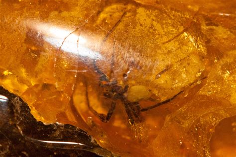 Amber with spider. Natural baltic amber. Loose amber. Big amber piece ...