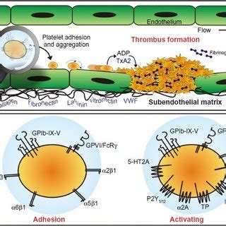 Signaling pathways orchestrate platelet activation and... | Download Scientific Diagram