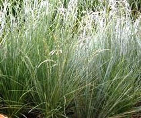 Poa labillardieri Eskdale | Wholesale Nursery - Nurseries in Melbourne ...