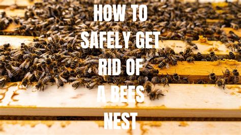 This is How We Get Rid of Bees Nests: DIY Gardening