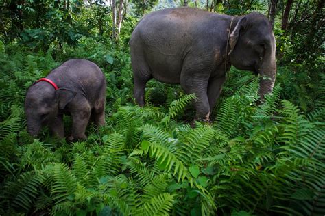 Sumatran Elephants Still Face Imminent Threats | Sumatran elephant, Elephant, Wild elephant