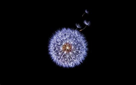 HD wallpaper: Dandelion flower Samsung Galaxy S9 Stock 4K | Wallpaper Flare