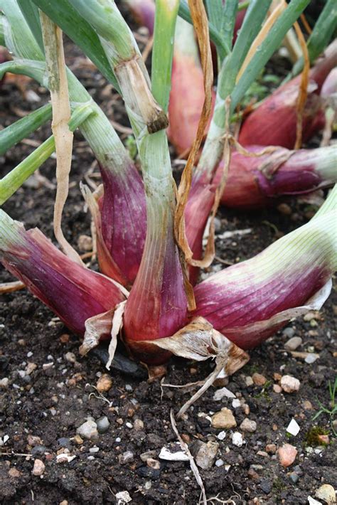 How To Grow Shallots - Hobby Farms Growing Shallots, Growing Garlic, Edible Garden, Vegetable ...