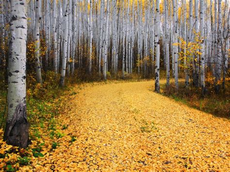 Aspen Forest, Colorado