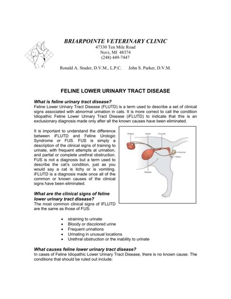 feline lower urinary tract disease