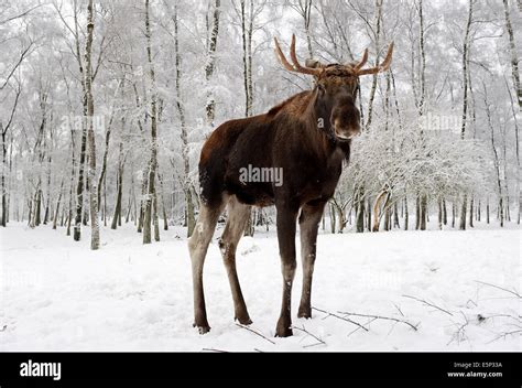 European Elk, European Moose, Eurasian Elk or Eurasian Moose (Alces alces alces), bull in winter ...