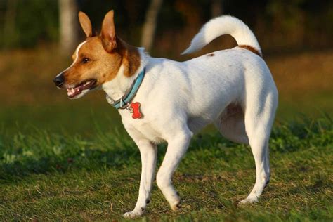 30 razze di cani piccoli a pelo corto, senza problemi di toelettatura