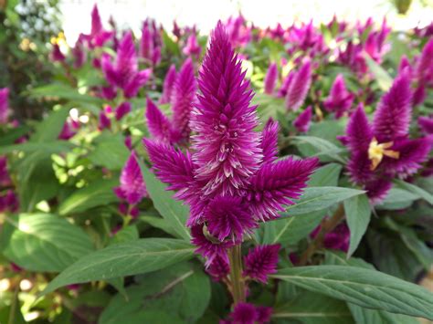 Free photo: Celosia Argentea - Blooming, Flower, Fragrance - Free Download - Jooinn