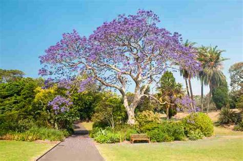 Growing a Jacaranda Tree: Southern Gardeners’ Guide - Garden Made Simple