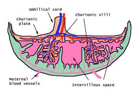 Chorionic plate and chorionic villi. Decidua basalis supplies maternal blood to the intervillous ...