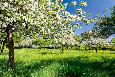 The ultimate guide to planting your own orchard: 'Getting it right is easy; sadly, so is getting ...