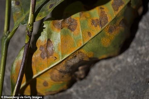 Fungus threatening to wipe out Latin America's coffee crop - WSTale.com