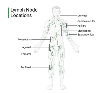 Lymph Node Locations | BioRender Science Templates