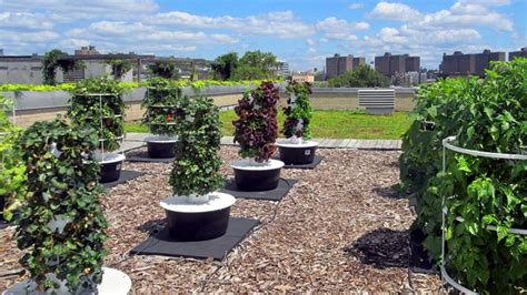 Chinese researchers design device for urban rooftop farming