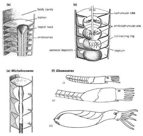 Anatomy Of A Cephalopod - General Fossil Discussion - The Fossil Forum