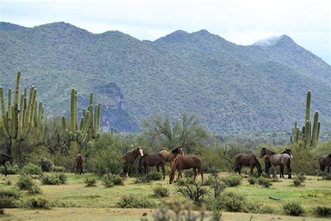 Plants and Animals in the Sonoran Desert | Flowers & Cacti