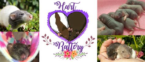 Rat Info - Hart Rattery