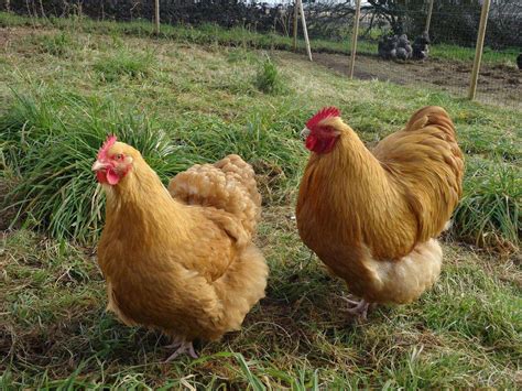 What Are The Orpington Chicken Breed Colors?