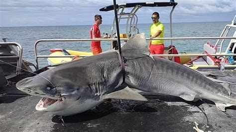 Sydney dad named as New Caledonia shark attack victim | The Australian