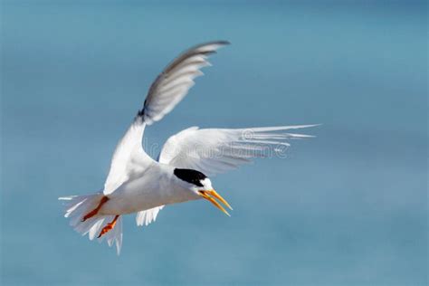 Australian Fairy Tern in Western Australia Stock Image - Image of ...