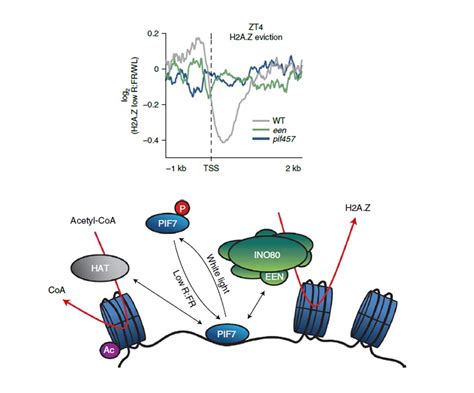 Plantae | PIFs link environmental changes with chromatin dynamics ...