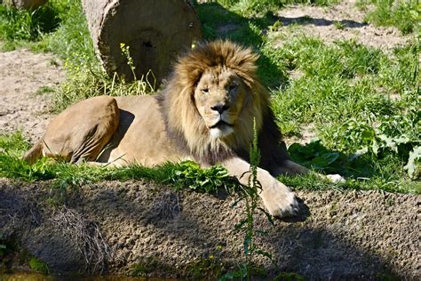 Memphis Zoo