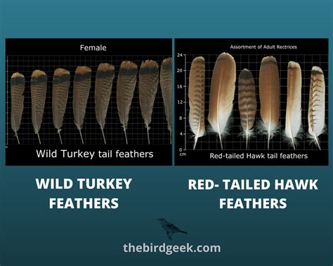 How To Identify Turkey Feathers - Best Guide With Tips, Tricks, and Meaning - The Bird Geek