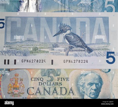 Toronto, Canada - October 30. 2021: Birds of Canada banknote, five ...